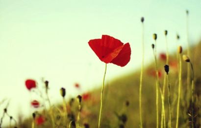 周公解梦蛇,解释梦见蛇什么意思