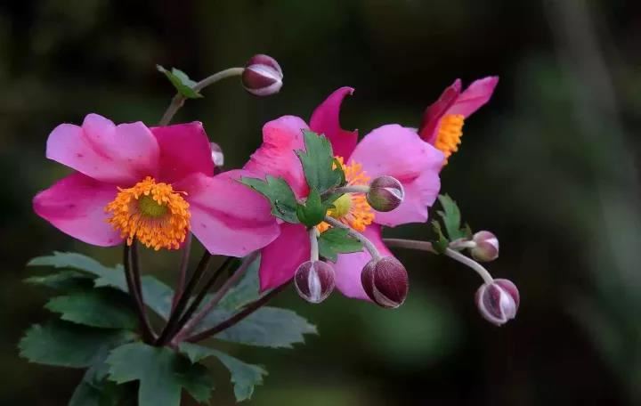 处女座男友生气了我该怎么办 如何挽救处女座男朋友