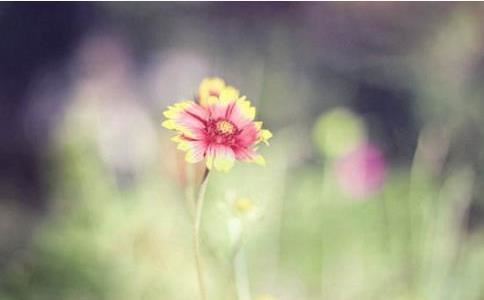 男带寡宿一定离婚吗，男带寡宿命理解析