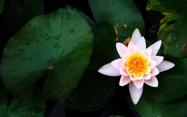 流产的胎儿怎么超度？有必要超度吗？