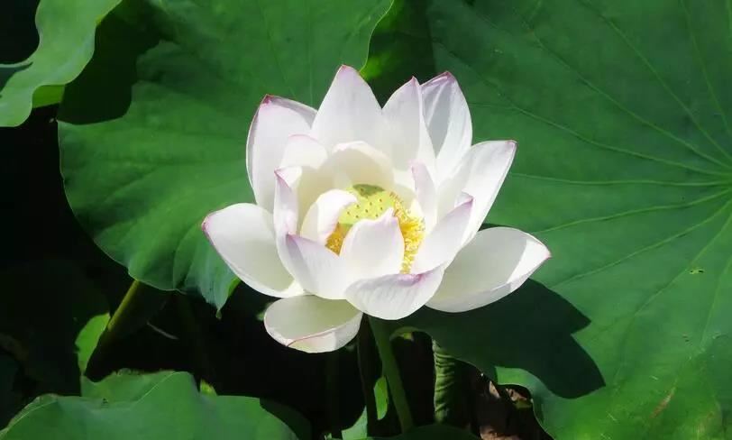 人际关系对事业的重要性，人际交往有什么用