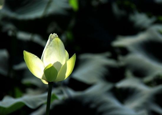 如何超度婴灵，最佳超度婴灵方法