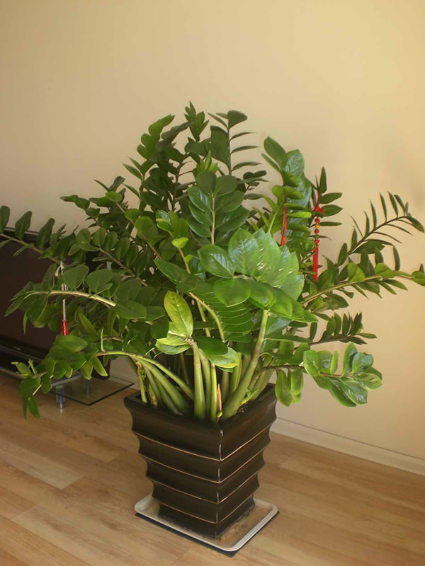 家居风水植物摆放梅花