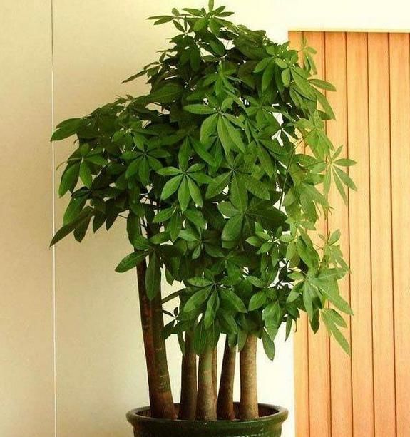 竹子画摆放家居风水