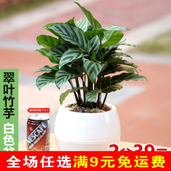 竹子画摆放家居风水