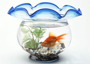 正确摆放鱼缸位置 让你财源广进