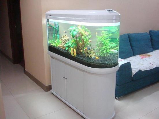 鲁公讲家装：我们在家具摆放时鱼缸应该如何摆放，才能风水旺家运