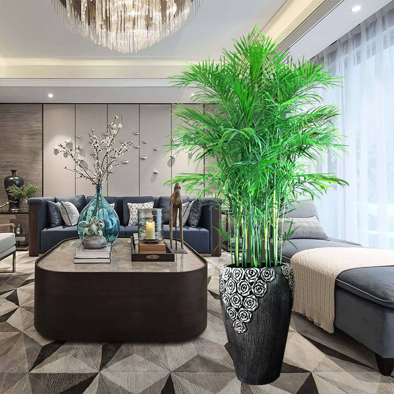 家居风水植物摆放的事项