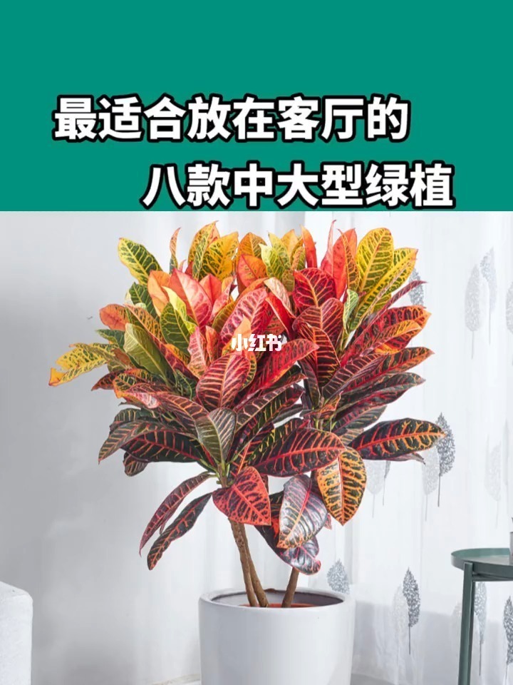 家居风水植物摆放的事项