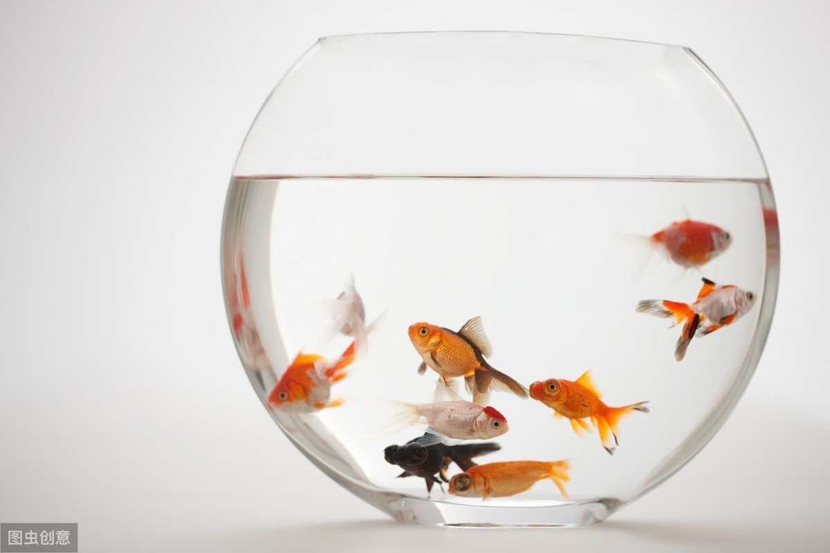 风水养鱼要注意的七大要点