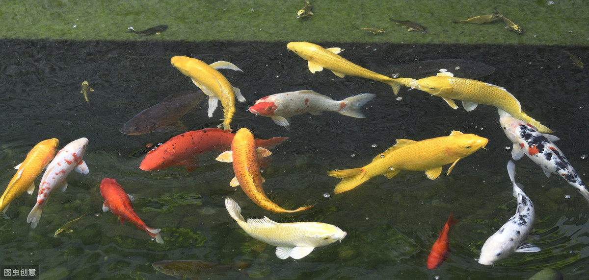 风水养鱼要注意的七大要点