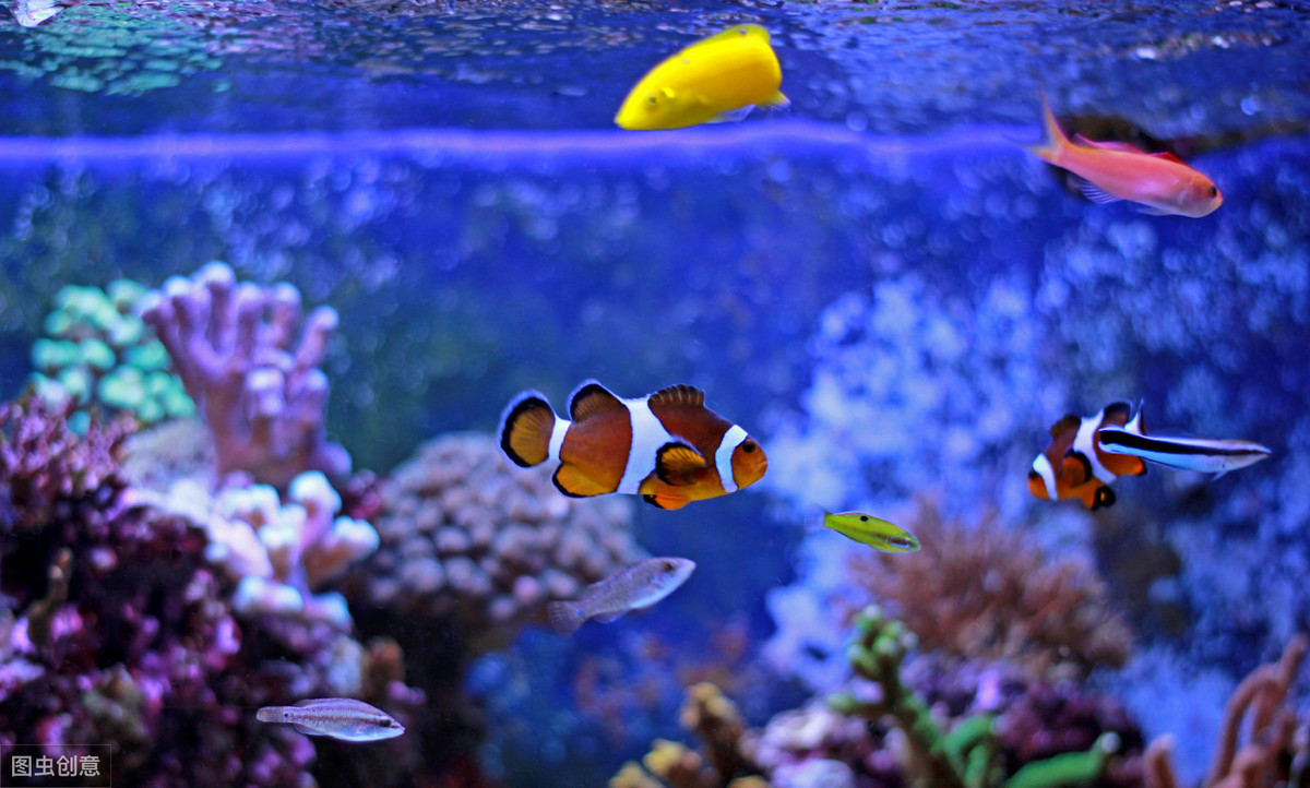 风水养鱼要注意的七大要点