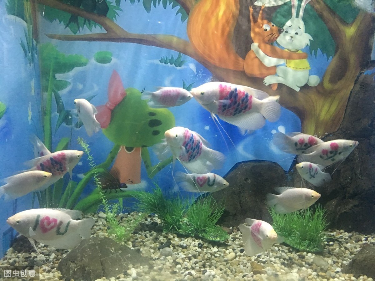 风水养鱼要注意的七大要点