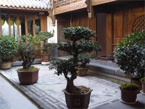 佛肚竹风水学问 家里种竹子 风水学