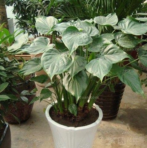 佛肚竹风水学问 家里种竹子 风水学