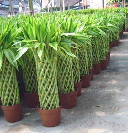 佛肚竹风水学问 家里种竹子 风水学