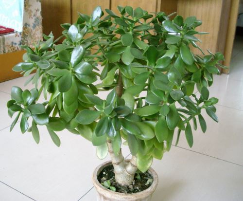 家居风水摆放干花好吗