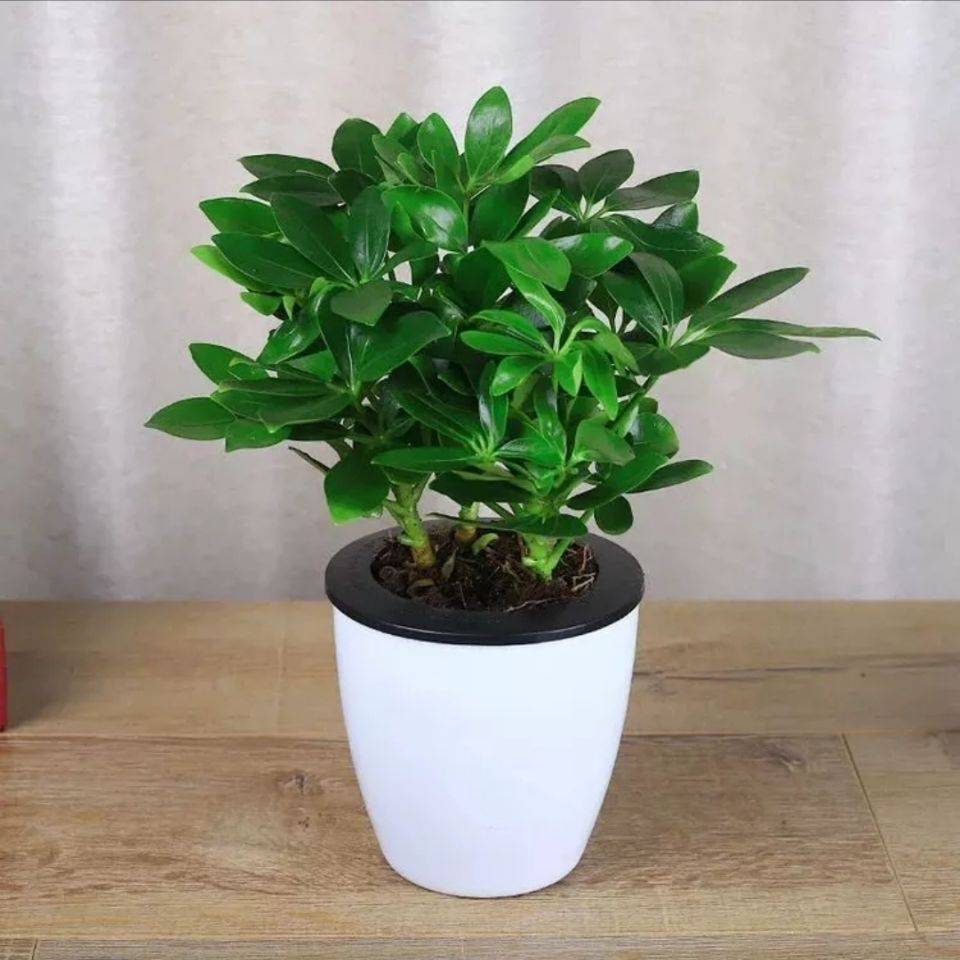家居风水摆放规矩