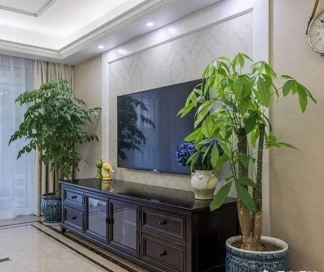 家居风水植物摆放图片