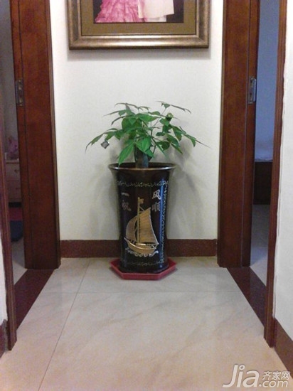 家居风水植物摆放图片