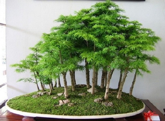 家居风水植物如何摆放