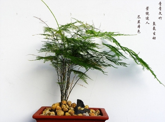 家居旺位植物——文竹