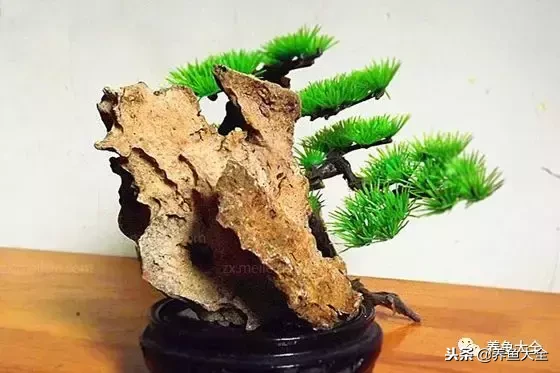 上水石盆景如何养护?