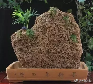 上水石盆景如何养护?