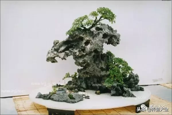 上水石盆景如何养护?