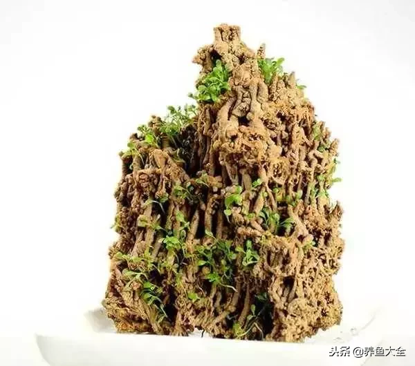 上水石盆景如何养护?