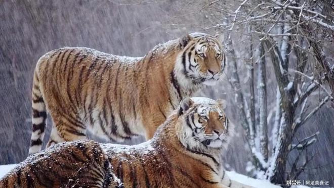 女人是白虎是什么意思? 梦见白虎是啥意思