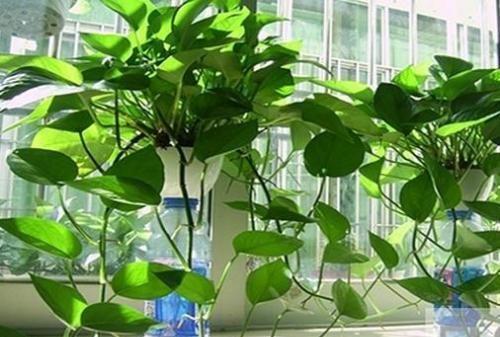 绿萝摆放在哪里岁风水好,绿萝摆放在哪里最好