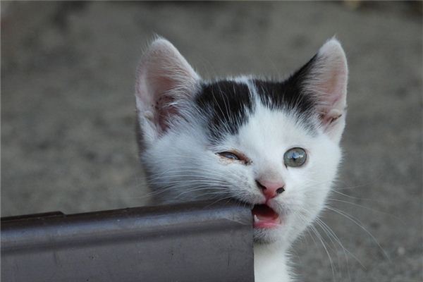 梦见被猫咬着手掌不放