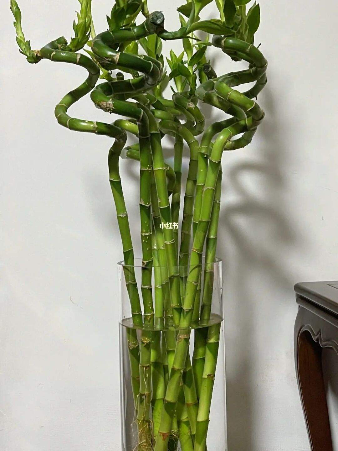 转运竹跟富裕竹又什么区别