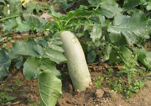 解梦女人梦见母鸡下蛋后捡鸡蛋