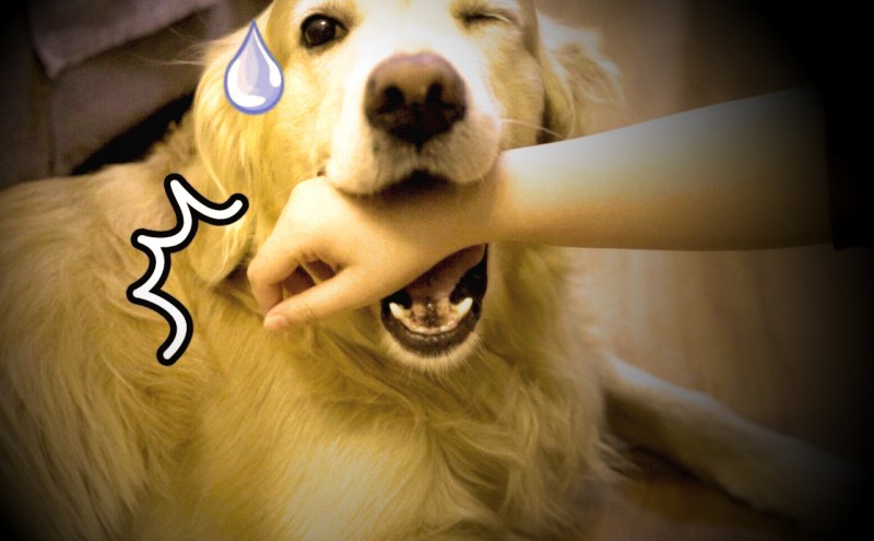 女人梦见狗咬左肩膀周公解梦