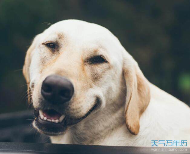 女人梦见狗咬是什么预兆周公解梦