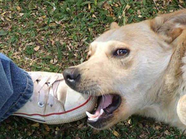 女人梦见狗咬胳膊出血周公解梦