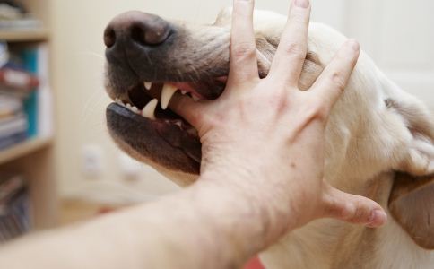 女人梦见狗咬胳膊出血周公解梦