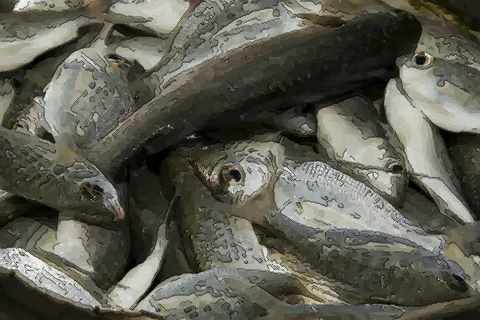 解梦全集女人梦见别人杀鱼