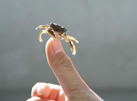 梦见螃蟹夹手