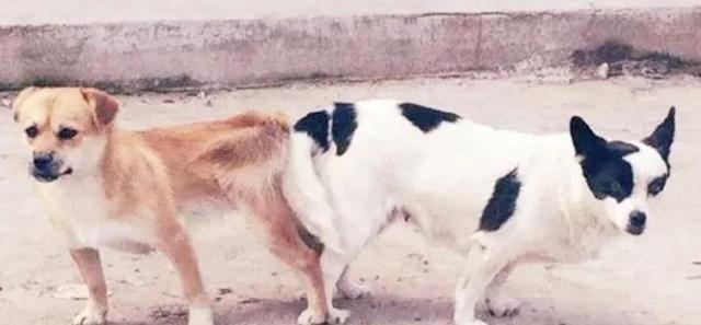 女人梦见别人替你牵狗跑解梦