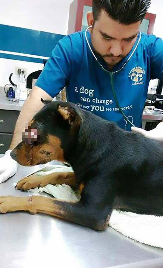 女人梦见别人替你牵狗跑解梦