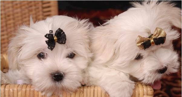 周公解梦女人梦见压面条