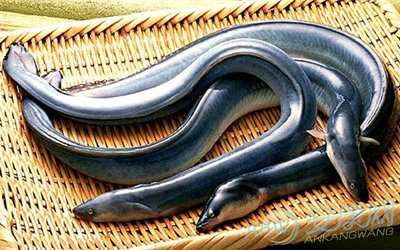 女人梦见大龙虾和黄鳝解梦