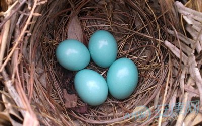 女人梦见发糕周公解梦梦