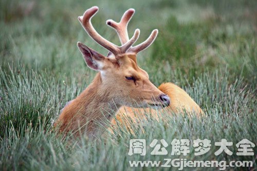 周公解梦女人梦见吃柚子