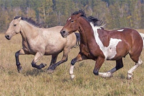 梦见骑马奔跑_周公解梦梦到骑马奔跑是什么意思_做梦梦见骑马奔跑好不好