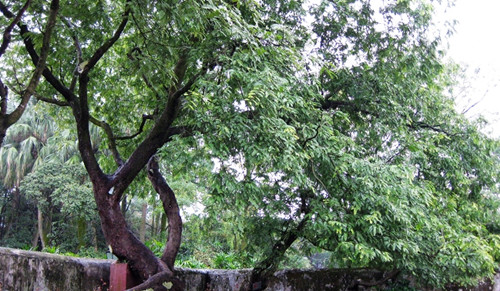 挂在树上的猴子_梦见猴子上树_梦见猴子对我撒尿是