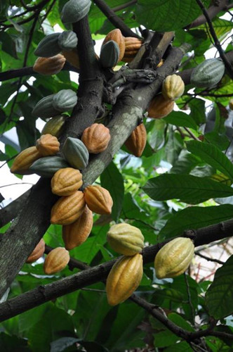 梦见猴子上树_梦见猴子对我撒尿是_挂在树上的猴子